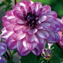 Kép 1/5 - Dahlia A kert ékszere - Dália Csábítás Seduction Lila fehér 3db