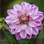 Kép 3/5 - Dahlia A kert ékszere - Dália Csábítás Seduction Lila fehér 3db