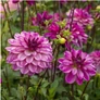 Kép 2/5 - Dahlia A kert ékszere - Dália Csábítás Seduction Lila fehér 3db