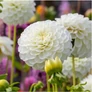 Kép 2/5 - Dahlia A kert ékszere - Dália Csábítás Dekoratív fehér 1db