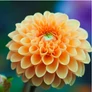 Kép 4/6 - Dahlia A kert ékszere - Dália Csábítás Dekoratív Narancssárga 1db
