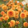 Kép 5/6 - Dahlia A kert ékszere - Dália Csábítás Dekoratív Narancssárga 1db
