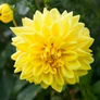 Kép 2/5 - Dahlia A kert ékszere - Dália Csábítás Dekoratív sárga 1 db