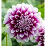 Kép 1/5 - Dahlia A kert ékszere - Dália Edinburgh Lila fehér 1 db