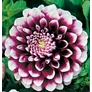 Kép 2/5 - Dahlia A kert ékszere - Dália Edinburgh Lila fehér 1 db