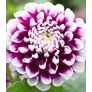 Kép 3/5 - Dahlia A kert ékszere - Dália Edinburgh Lila fehér 1 db