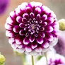 Kép 4/5 - Dahlia A kert ékszere - Dália Edinburgh Lila fehér 1 db