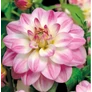 Kép 1/5 - Dahlia A kert ékszere - Dália Twilight Time Rózsaszín fehér 3 db