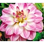 Kép 4/5 - Dahlia A kert ékszere - Dália Twilight Time Rózsaszín fehér 3 db