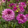 Kép 3/5 - Dahlia A kert ékszere - Dália Twilight Time Rózsaszín fehér 3 db
