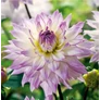 Kép 2/5 - Dahlia A kert ékszere - Dália Crazy Love Lila fehér 1 db