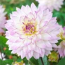 Kép 1/5 - Dahlia A kert ékszere - Dália Crazy Love Lila fehér 1 db
