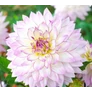Kép 4/5 - Dahlia A kert ékszere - Dália Crazy Love Lila fehér 1 db