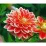 Kép 2/5 - Dahlia A kert ékszere - Dália Garden Festival Piros sárga 1 db