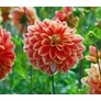 Kép 3/5 - Dahlia A kert ékszere - Dália Garden Festival Piros sárga 1 db