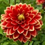 Kép 1/5 - Dahlia A kert ékszere - Dália Garden Festival Piros sárga 1 db