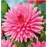 Kép 1/4 - Dahlia A kert ékszere - Kaktusz Dália Rózsaszín 3 db