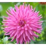 Kép 2/4 - Dahlia A kert ékszere - Kaktusz Dália Rózsaszín 3 db