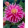 Kép 3/4 - Dahlia A kert ékszere - Kaktusz Dália Rózsaszín 3 db