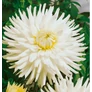 Kép 1/4 - Dahlia A kert ékszere - Kaktusz Dália Fehér 1 db