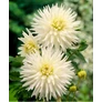Kép 2/4 - Dahlia A kert ékszere - Kaktusz Dália Fehér 1 db