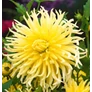 Kép 1/6 - Dahlia A kert ékszere - Kaktusz Dália Krém sárga 3 db