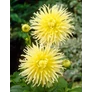 Kép 3/6 - Dahlia A kert ékszere - Kaktusz Dália Krém sárga 3 db