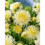Kép 5/6 - Dahlia A kert ékszere - Kaktusz Dália Krém sárga 3 db