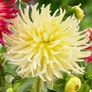 Kép 4/6 - Dahlia A kert ékszere - Kaktusz Dália Krém sárga 3 db