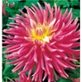 Kép 1/4 - Dahlia A kert ékszere - Kaktusz Dália Good Earth Rózsaszín 3 db