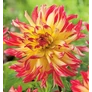 Kép 1/5 - Dahlia A kert ékszere - Kaktusz Dália Vuurvogel Sárga piros 1 db