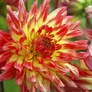 Kép 3/5 - Dahlia A kert ékszere - Kaktusz Dália Vuurvogel Sárga piros 1 db