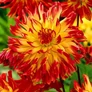 Kép 2/5 - Dahlia A kert ékszere - Kaktusz Dália Vuurvogel Sárga piros 1 db