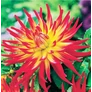 Kép 1/6 - Dahlia A kert ékszere - Dália gumó Bora Bora piros-sárga 1 db