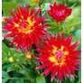 Kép 2/6 - Dahlia A kert ékszere - Dália gumó Bora Bora piros-sárga 1 db