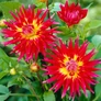 Kép 3/6 - Dahlia A kert ékszere - Dália gumó Bora Bora piros-sárga 1 db
