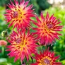 Kép 4/6 - Dahlia A kert ékszere - Dália gumó Bora Bora piros-sárga 1 db