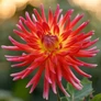 Kép 5/6 - Dahlia A kert ékszere - Dália gumó Bora Bora piros-sárga 1 db