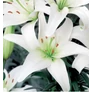 Kép 1/3 - Lilium - Egzotikus ázsiai liliom virághagyma 18/20 fehér 1 db