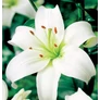 Kép 2/3 - Lilium - Egzotikus ázsiai liliom virághagyma 18/20 fehér 1 db