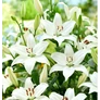 Kép 3/3 - Lilium - Egzotikus ázsiai liliom virághagyma 18/20 fehér 1 db