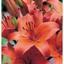 Kép 1/4 - Lilium - Egzotikus ázsiai liliom virághagyma 18/20 narancssárga 1 db
