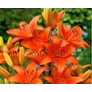 Kép 2/4 - Lilium - Egzotikus ázsiai liliom virághagyma 18/20 narancssárga 1 db