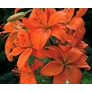 Kép 3/4 - Lilium - Egzotikus ázsiai liliom virághagyma 18/20 narancssárga 1 db