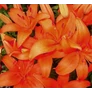 Kép 4/4 - Lilium - Egzotikus ázsiai liliom virághagyma 18/20 narancssárga 1 db