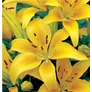 Kép 1/3 - Lilium - Egzotikus ázsiai liliom virághagyma 18/20 sárga 1 db