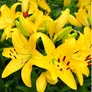 Kép 2/3 - Lilium - Egzotikus ázsiai liliom virághagyma 18/20 sárga 1 db