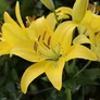 Kép 3/3 - Lilium - Egzotikus ázsiai liliom virághagyma 18/20 sárga 1 db