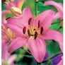 Kép 3/3 - Lilium - Egzotikus Manado ázsiai liliom virághagyma 16/18 rózsaszín 1 db