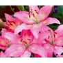 Kép 2/3 - Lilium - Egzotikus Manado ázsiai liliom virághagyma 16/18 rózsaszín 1 db